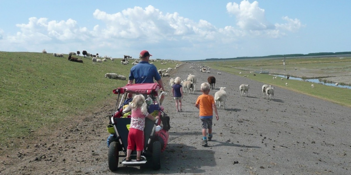 over_de_dijk_met_schapen.jpg